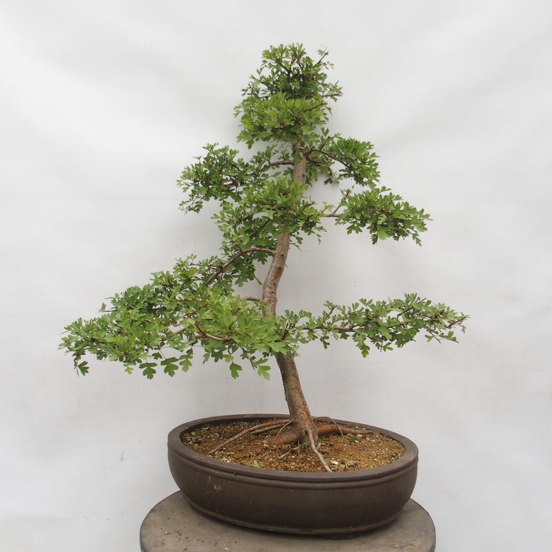 Venkovní bonsai - Hloh - Crataegus monogyna