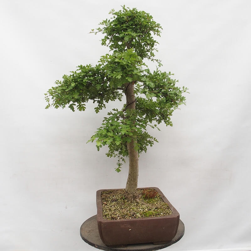 Venkovní bonsai - Hloh - Crataegus monogyna