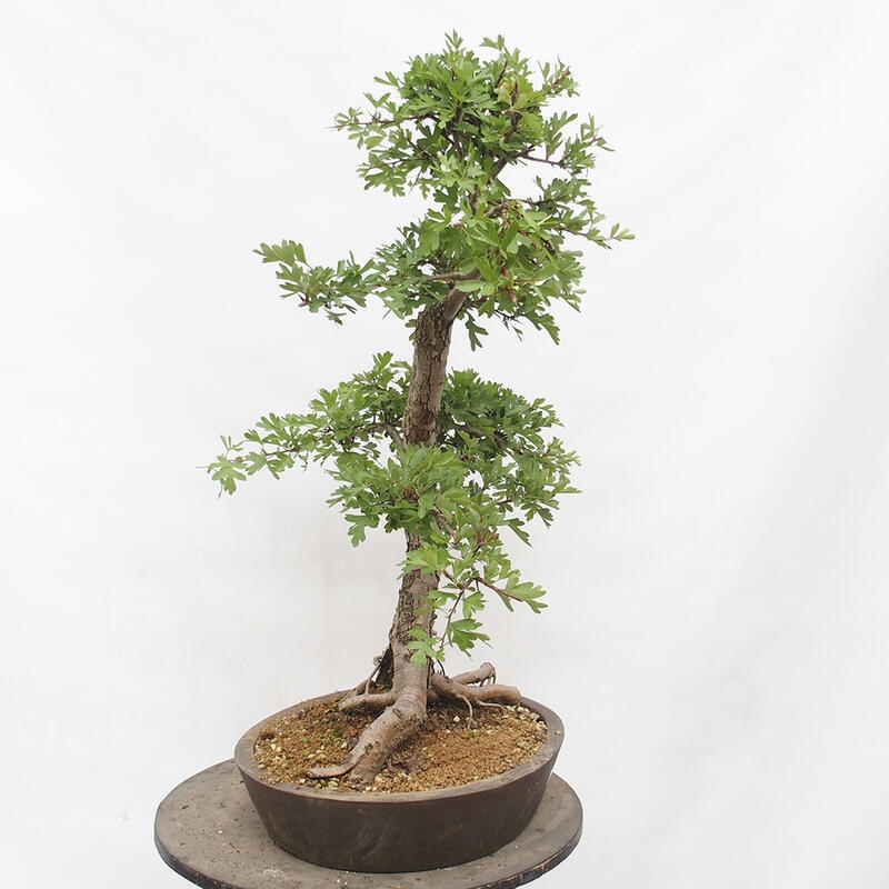 Venkovní bonsai - Hloh - Crataegus monogyna