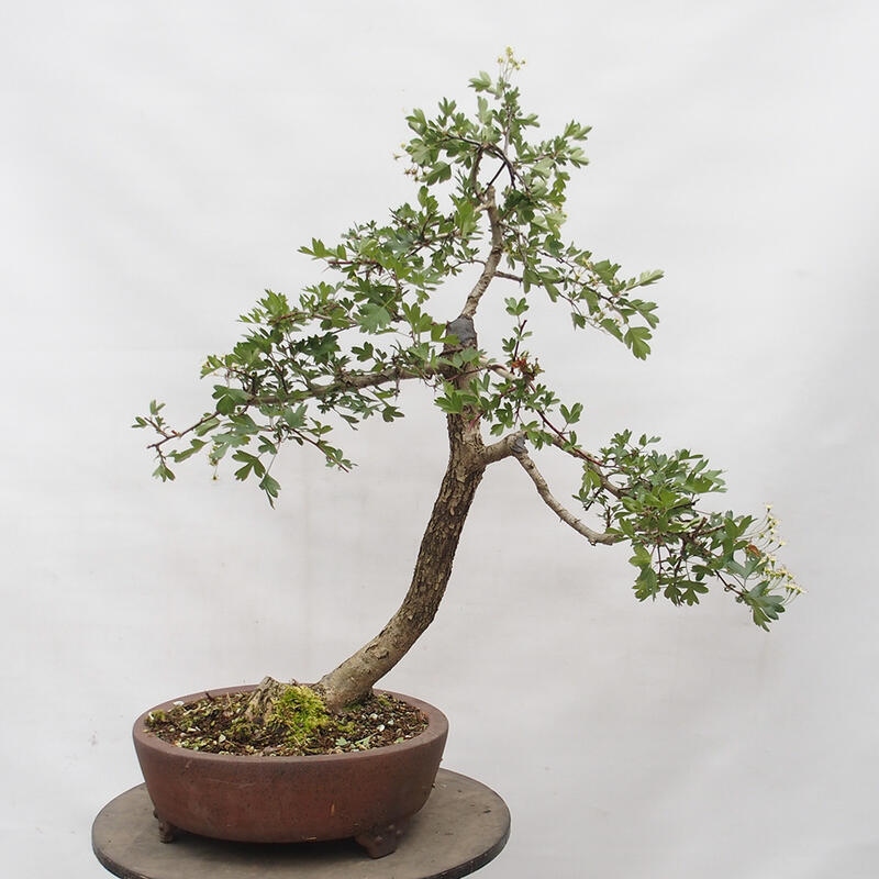 Venkovní bonsai - Hloh - Crataegus monogyna