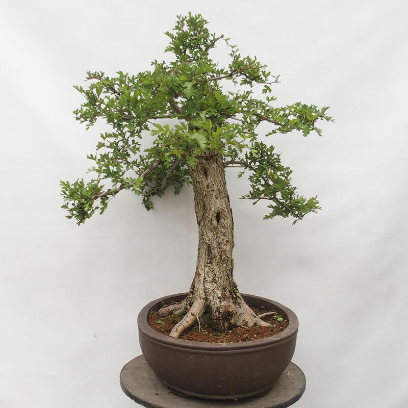 Venkovní bonsai - Hloh - Crataegus monogyna