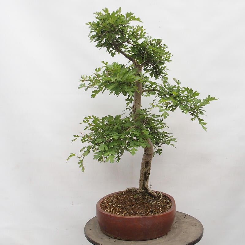 Venkovní bonsai - Hloh - Crataegus monogyna