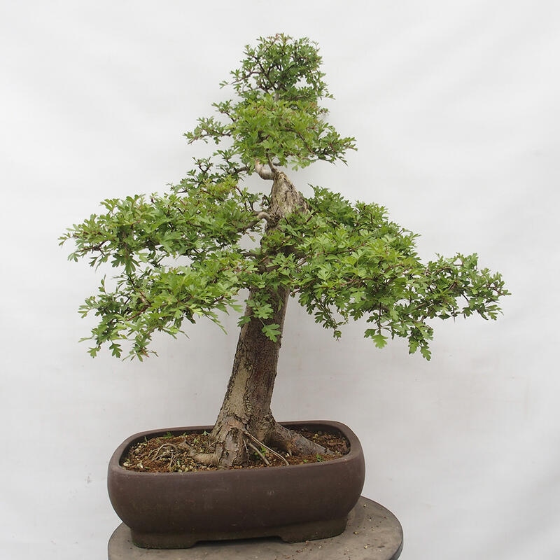 Venkovní bonsai - Hloh - Crataegus monogyna