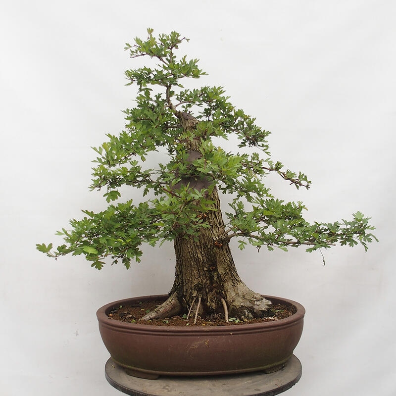 Venkovní bonsai - Hloh - Crataegus monogyna