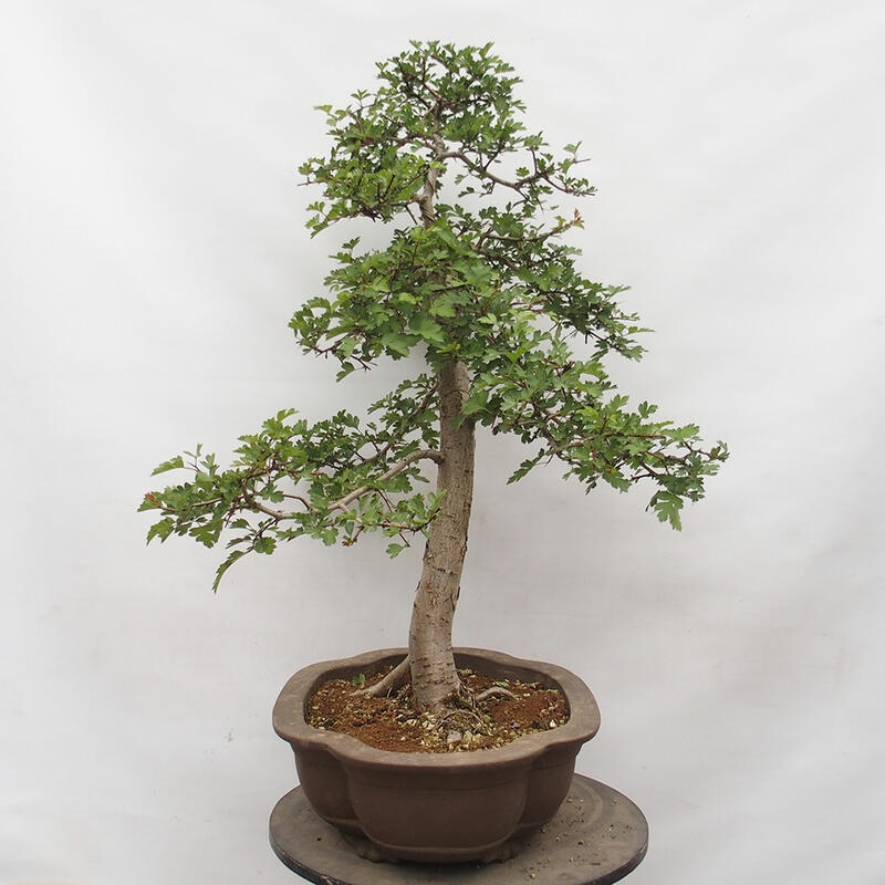 Venkovní bonsai - Hloh - Crataegus monogyna