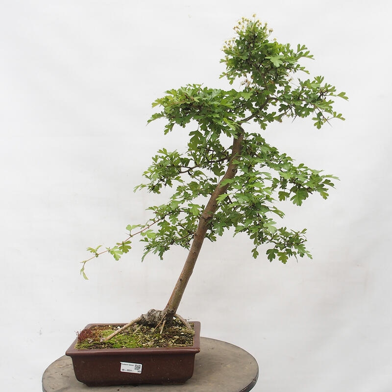 Venkovní bonsai - Hloh - Crataegus monogyna