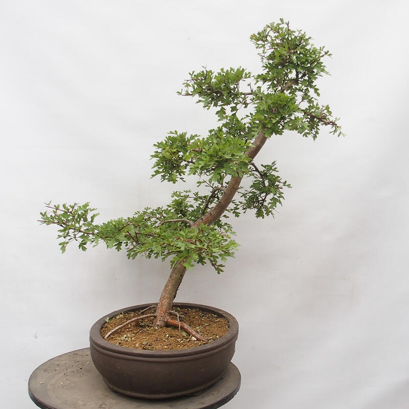 Venkovní bonsai - Hloh - Crataegus monogyna