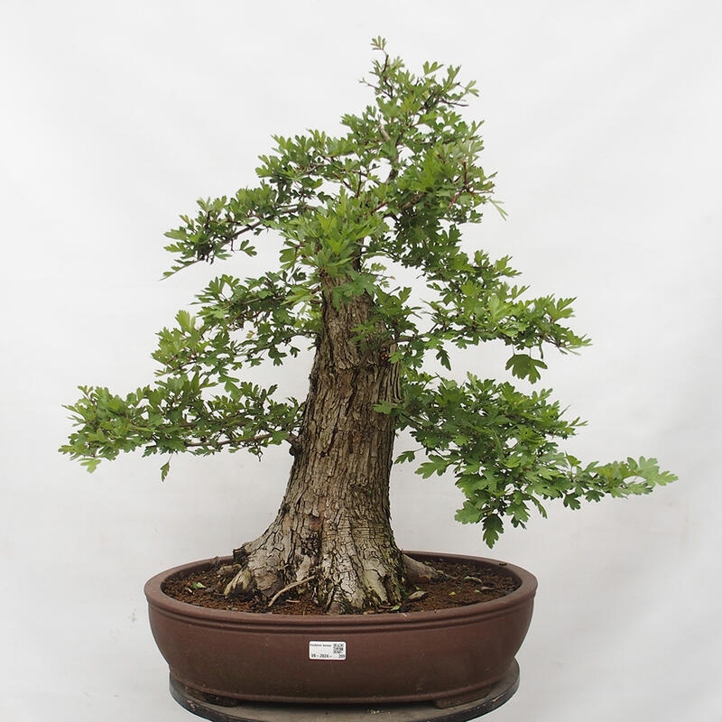 Venkovní bonsai - Hloh - Crataegus monogyna