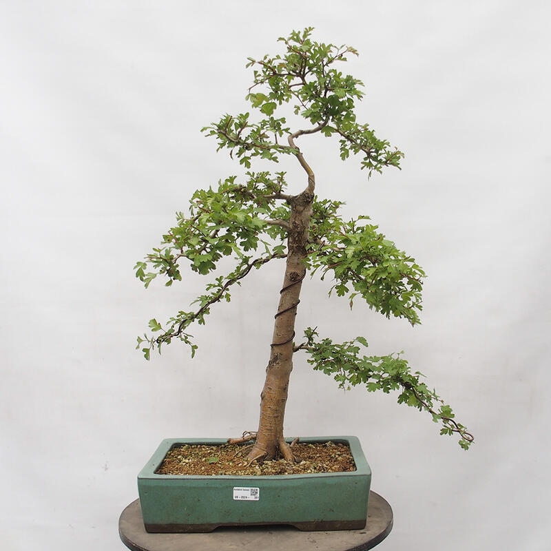 Venkovní bonsai - Hloh - Crataegus monogyna