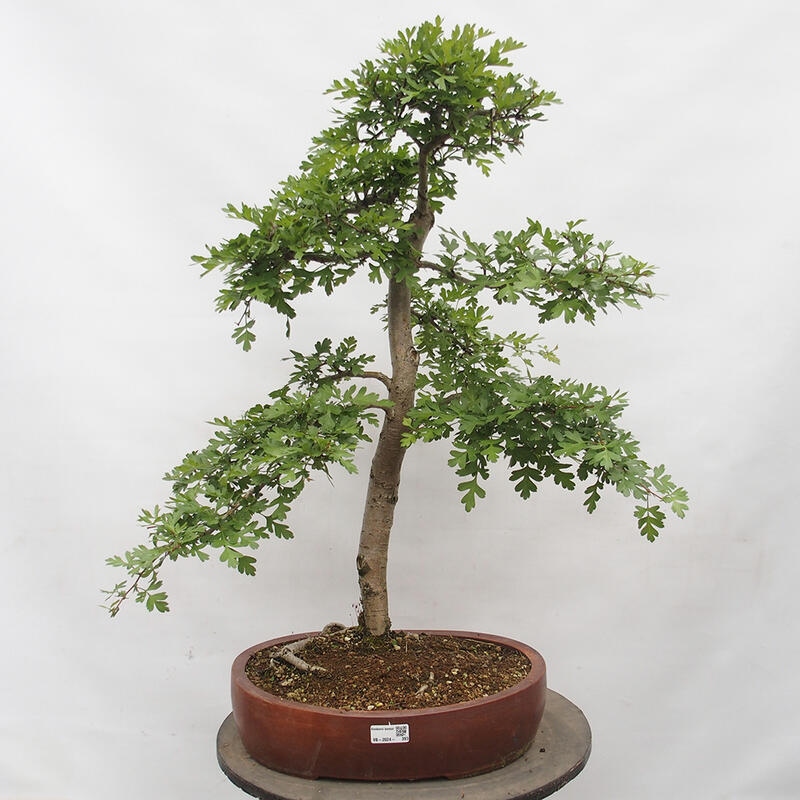 Venkovní bonsai - Hloh - Crataegus monogyna