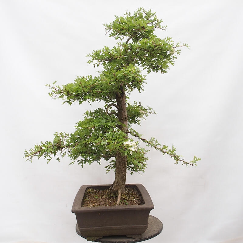 Venkovní bonsai - Hloh - Crataegus monogyna