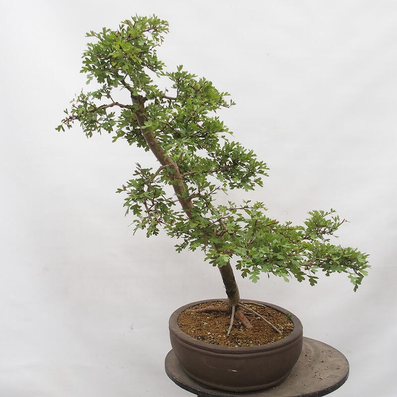 Venkovní bonsai - Hloh - Crataegus monogyna