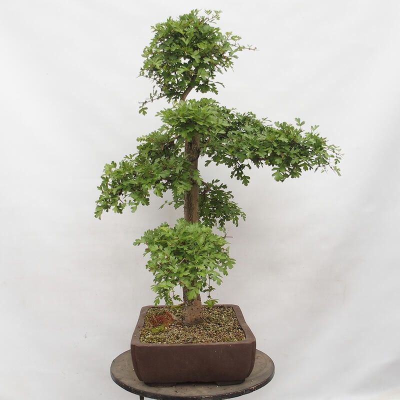 Venkovní bonsai - Hloh - Crataegus monogyna