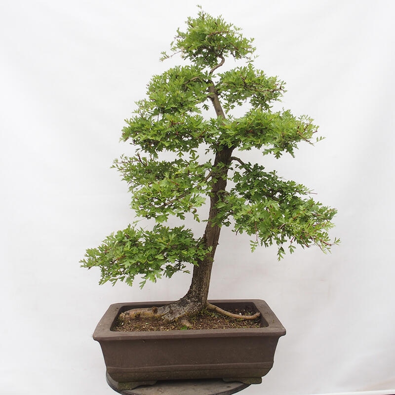 Venkovní bonsai - Hloh - Crataegus monogyna