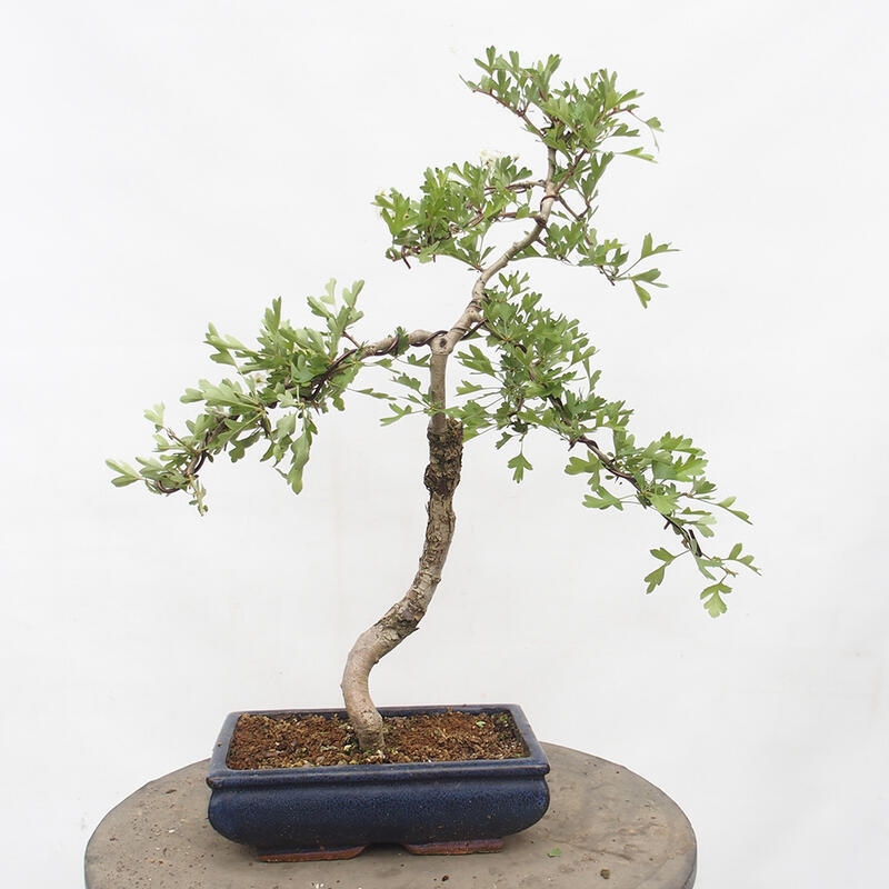 Venkovní bonsai - Hloh - Crataegus monogyna