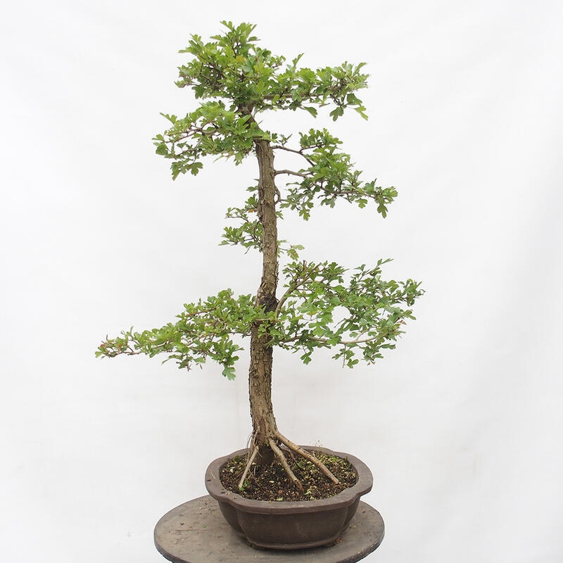 Venkovní bonsai - Hloh - Crataegus monogyna