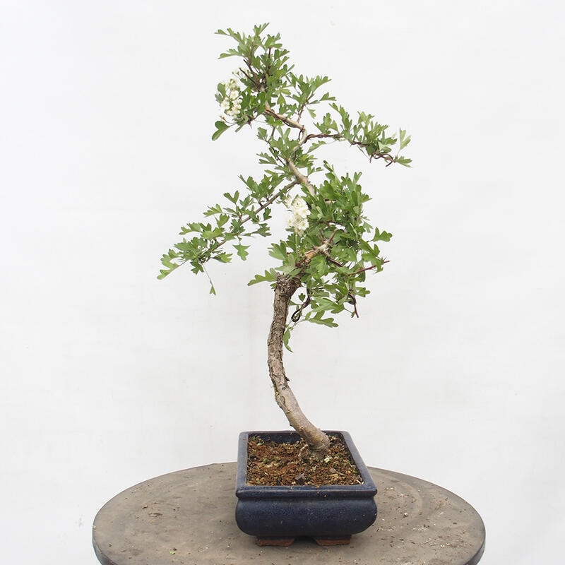 Venkovní bonsai - Hloh - Crataegus monogyna