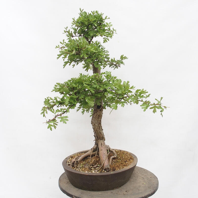 Venkovní bonsai - Hloh - Crataegus monogyna