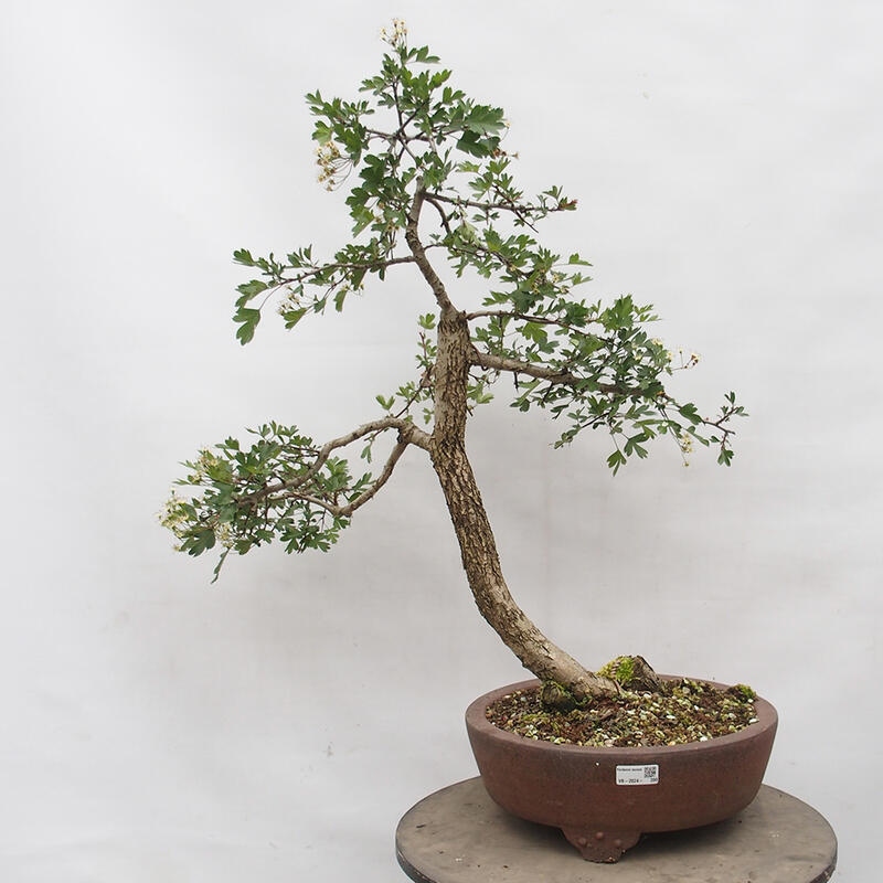 Venkovní bonsai - Hloh - Crataegus monogyna