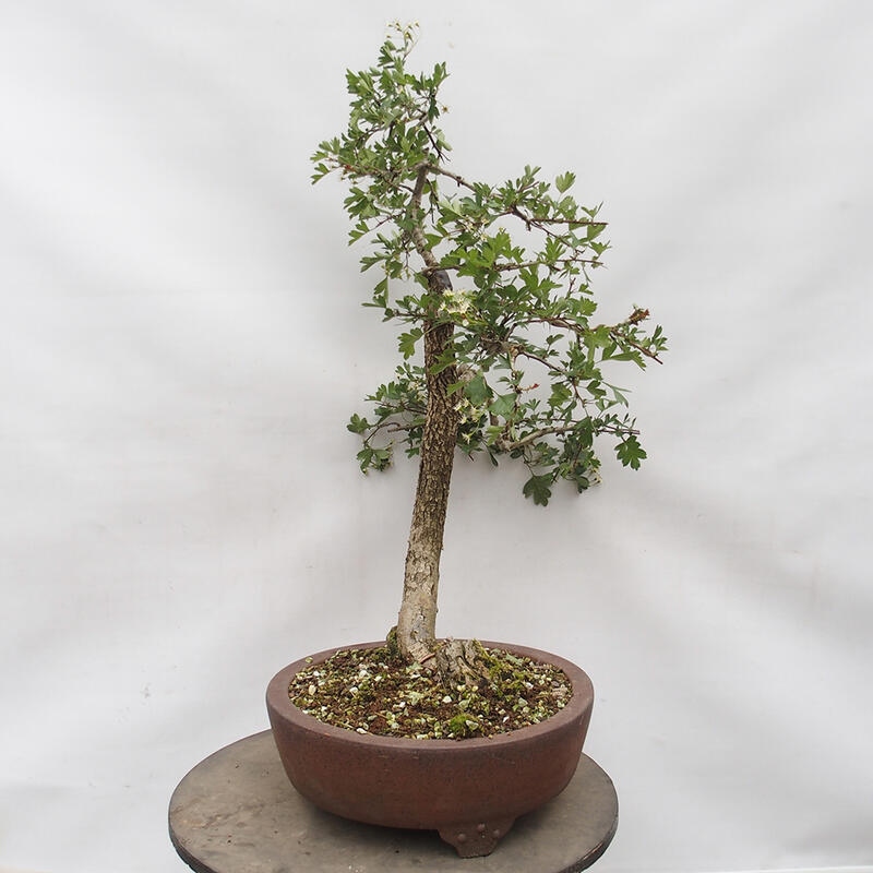 Venkovní bonsai - Hloh - Crataegus monogyna