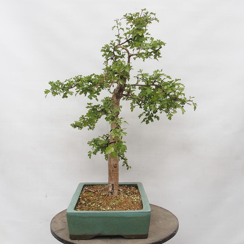 Venkovní bonsai - Hloh - Crataegus monogyna