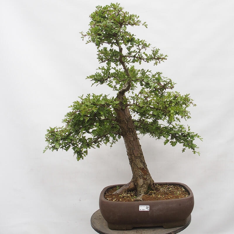 Venkovní bonsai - Hloh - Crataegus monogyna