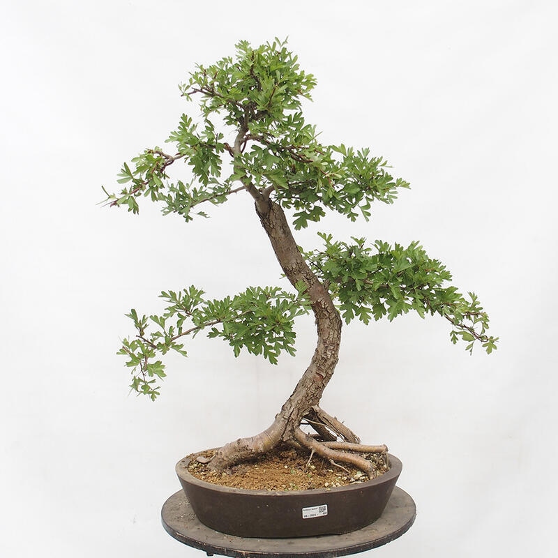 Venkovní bonsai - Hloh - Crataegus monogyna