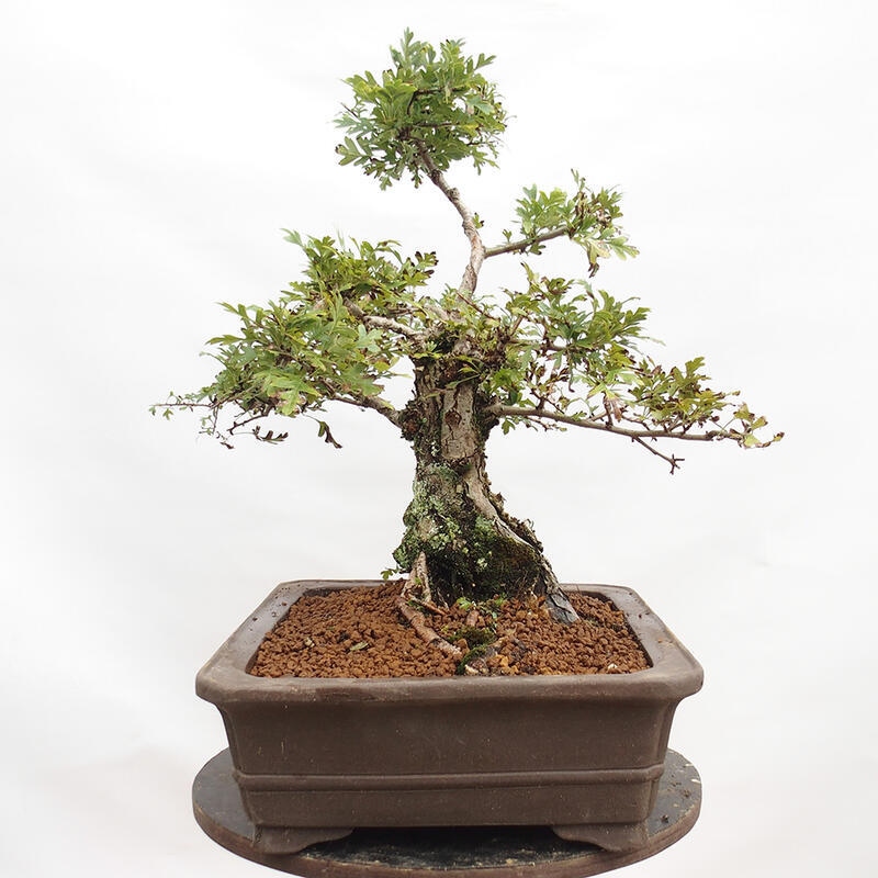 Venkovní bonsai - Hloh - Crataegus monogyna