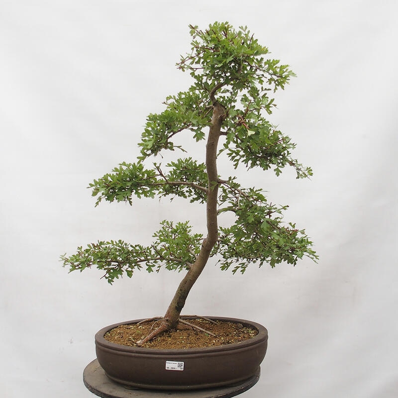 Venkovní bonsai - Hloh - Crataegus monogyna