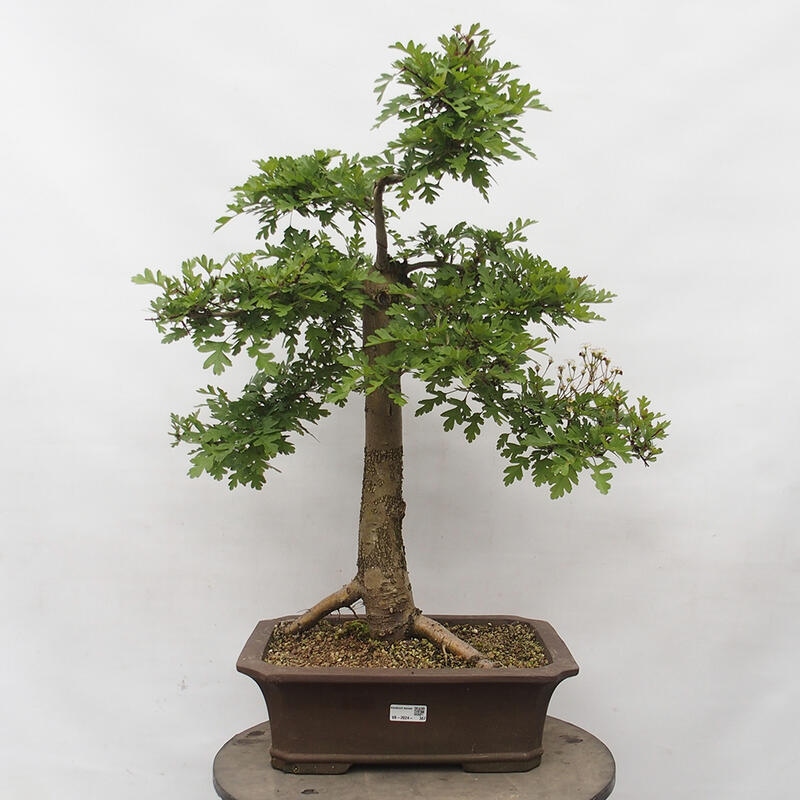 Venkovní bonsai - Hloh - Crataegus monogyna