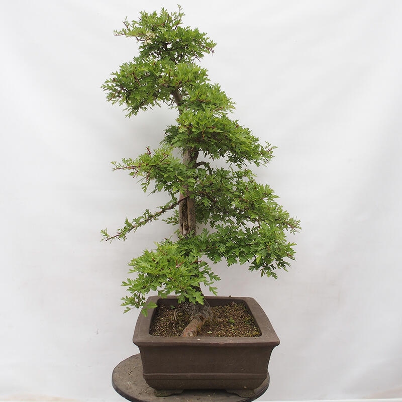 Venkovní bonsai - Hloh - Crataegus monogyna