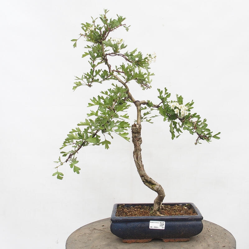 Venkovní bonsai - Hloh - Crataegus monogyna