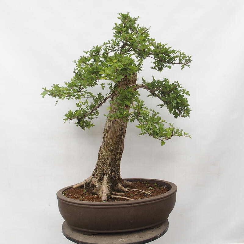 Venkovní bonsai - Hloh - Crataegus monogyna