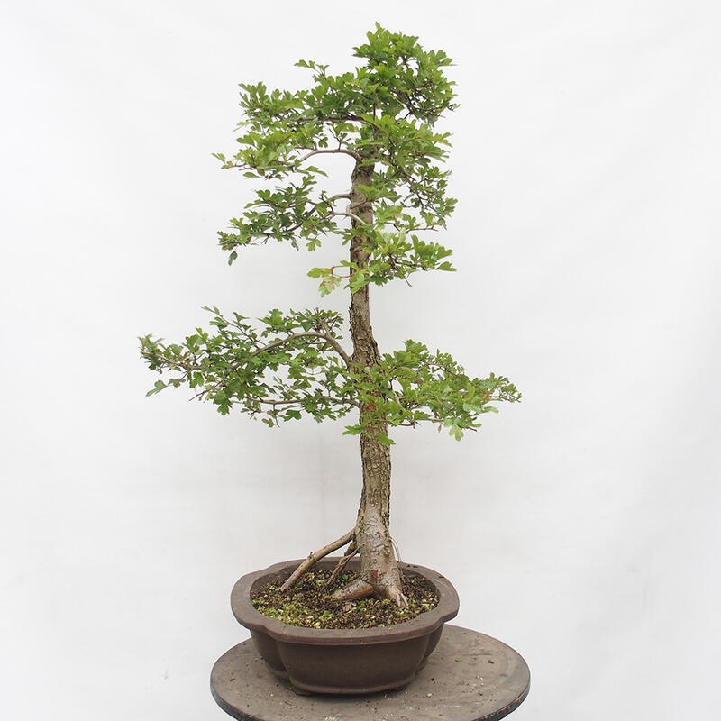 Venkovní bonsai - Hloh - Crataegus monogyna