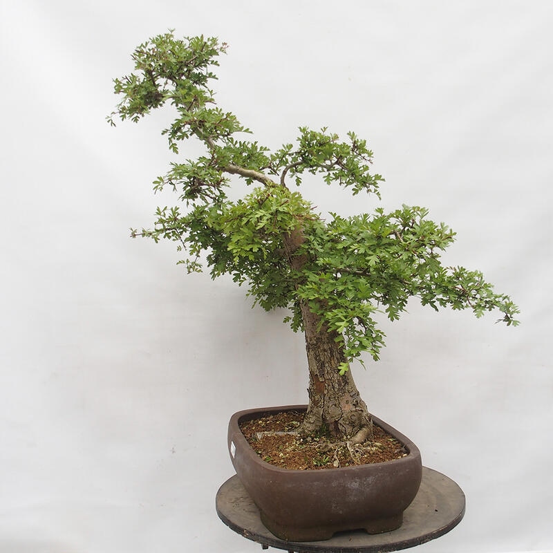 Venkovní bonsai - Hloh - Crataegus monogyna