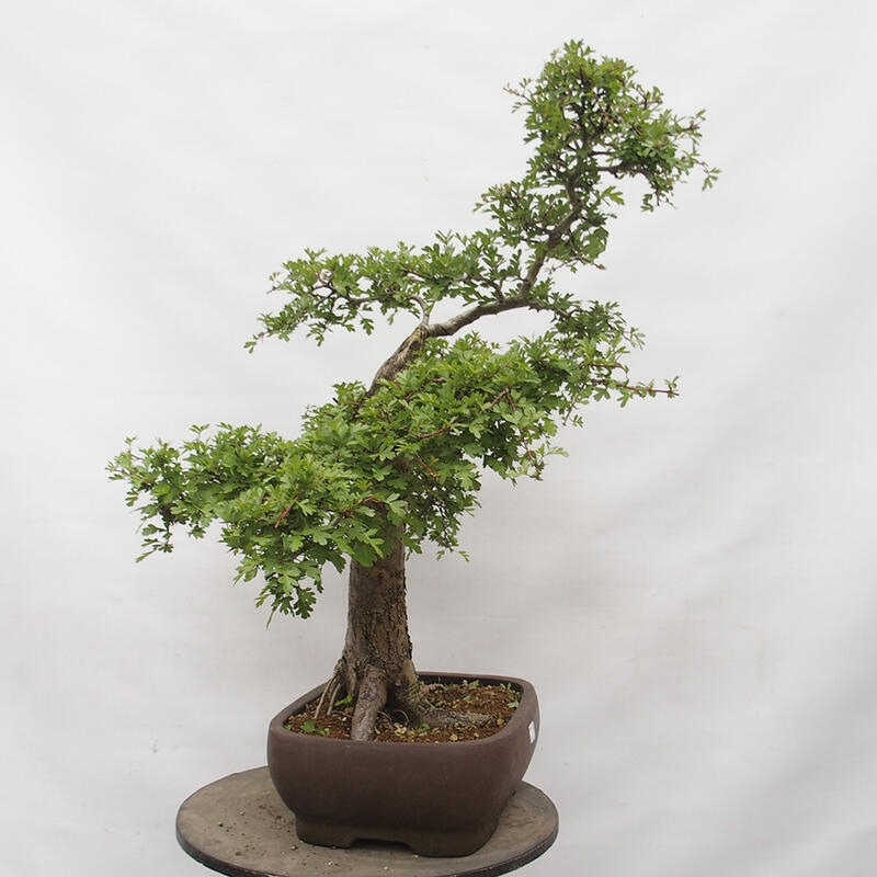 Venkovní bonsai - Hloh - Crataegus monogyna