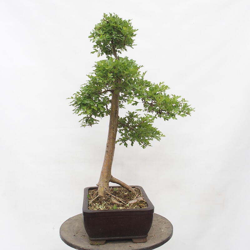 Venkovní bonsai - Hloh - Crataegus monogyna