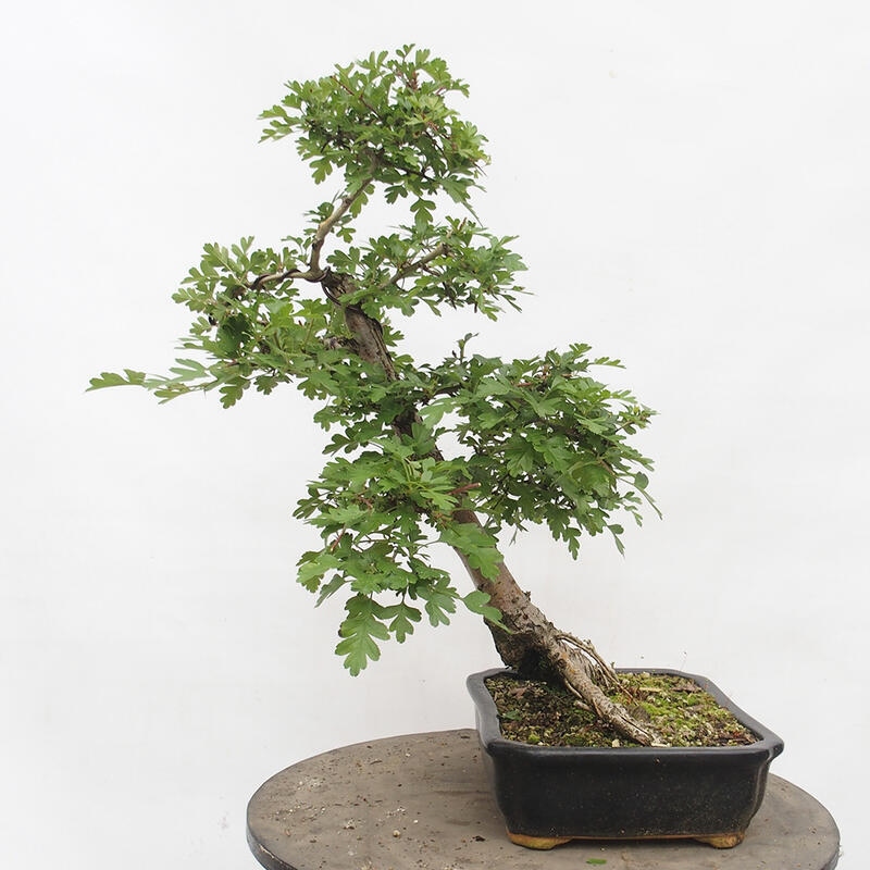 Venkovní bonsai - Hloh - Crataegus monogyna