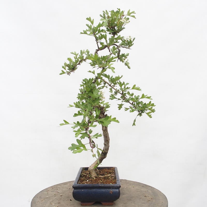 Venkovní bonsai - Hloh - Crataegus monogyna