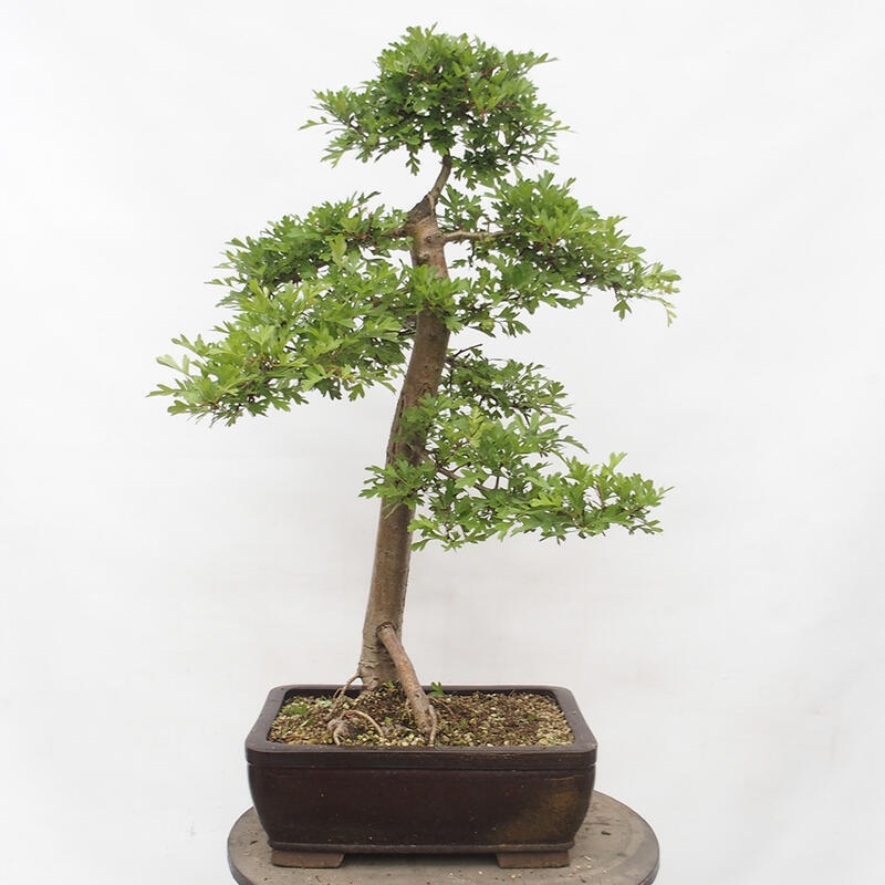 Venkovní bonsai - Hloh - Crataegus monogyna