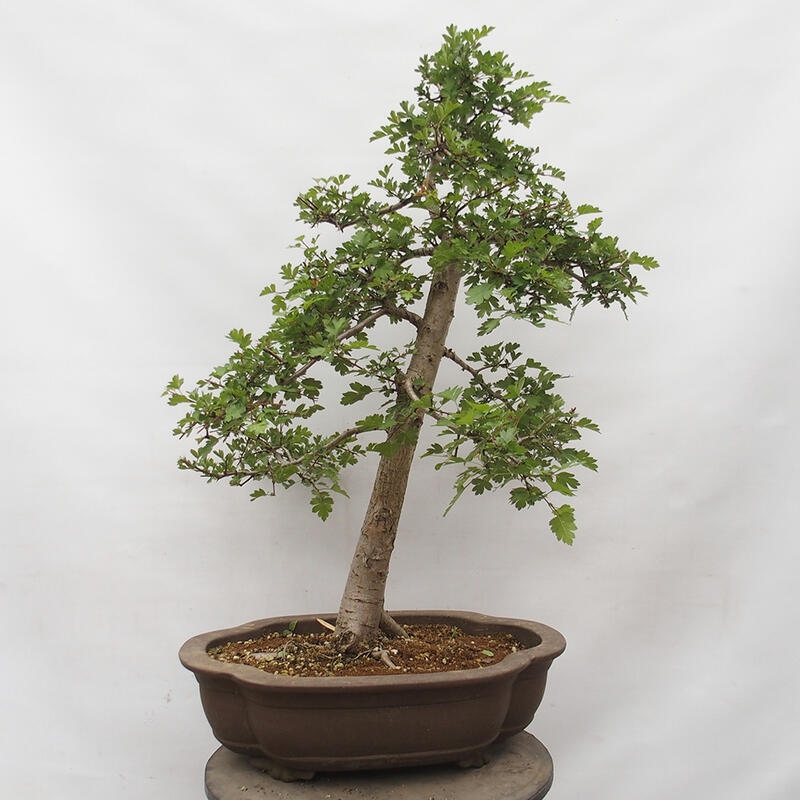 Venkovní bonsai - Hloh - Crataegus monogyna