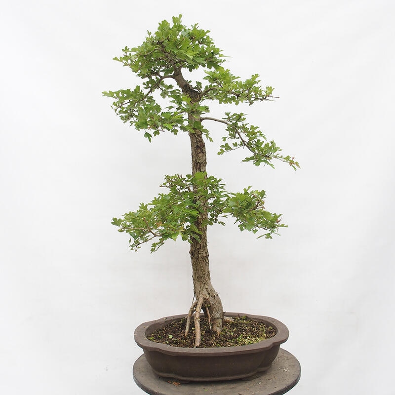 Venkovní bonsai - Hloh - Crataegus monogyna