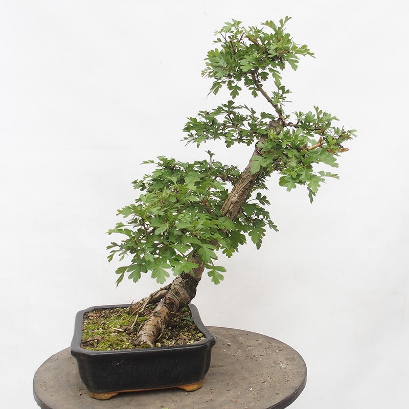 Venkovní bonsai - Hloh - Crataegus monogyna