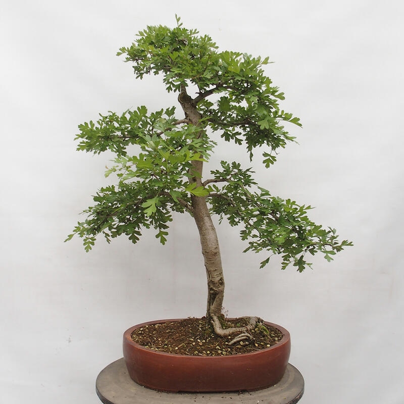 Venkovní bonsai - Hloh - Crataegus monogyna