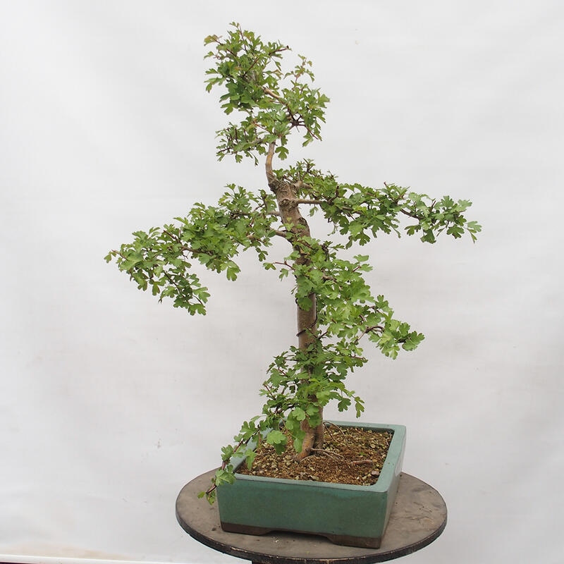 Venkovní bonsai - Hloh - Crataegus monogyna