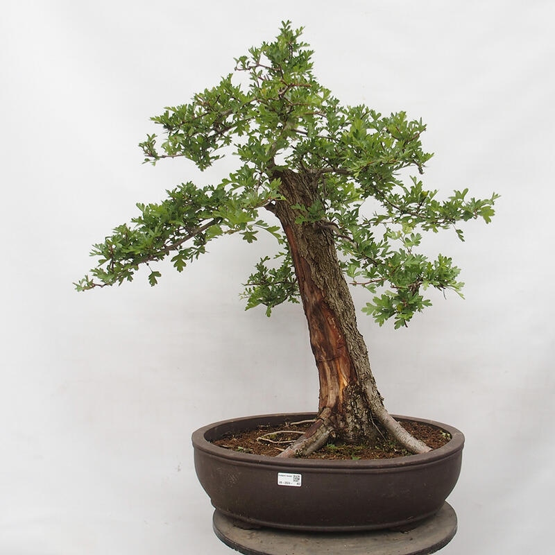 Venkovní bonsai - Hloh - Crataegus monogyna