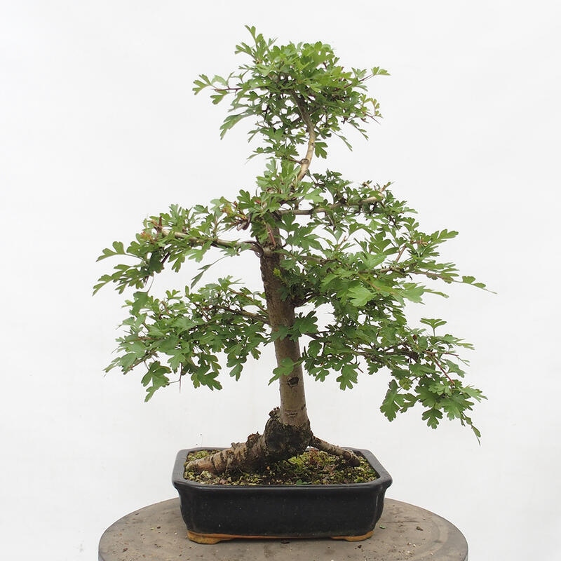 Venkovní bonsai - Hloh - Crataegus monogyna