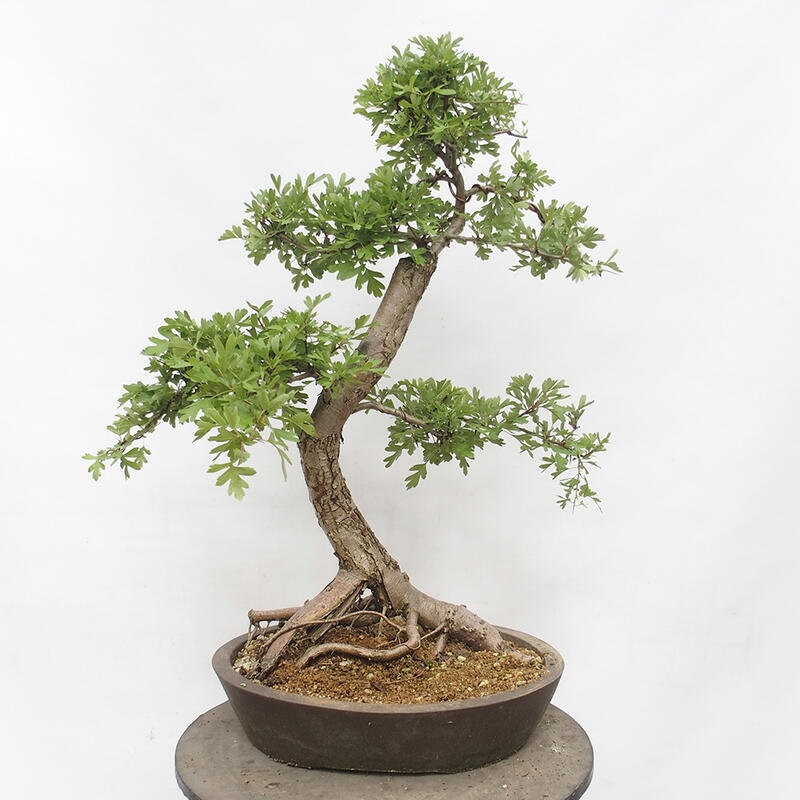 Venkovní bonsai - Hloh - Crataegus monogyna