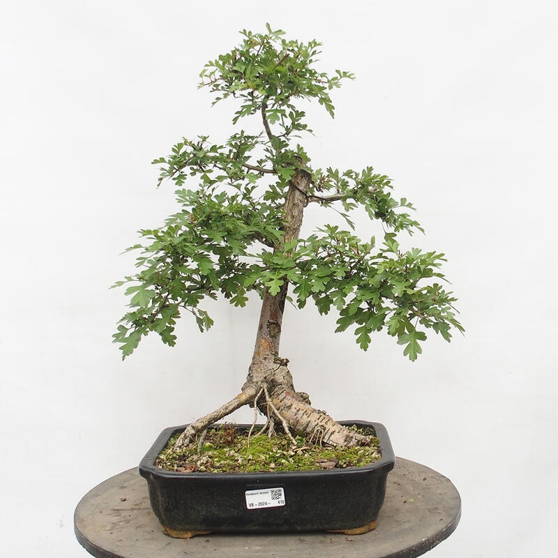 Venkovní bonsai - Hloh - Crataegus monogyna