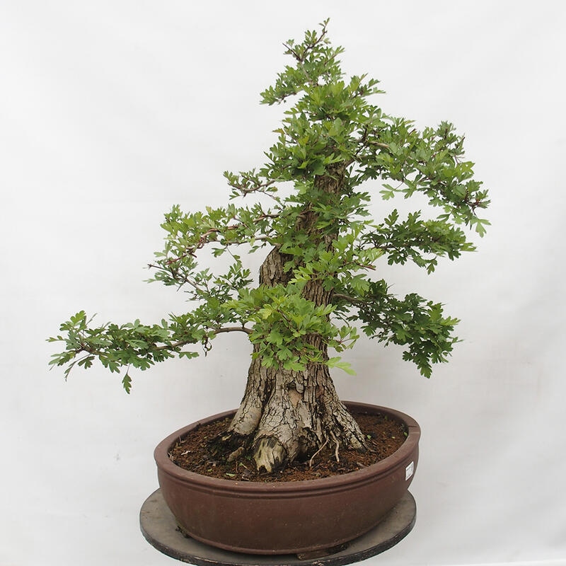 Venkovní bonsai - Hloh - Crataegus monogyna